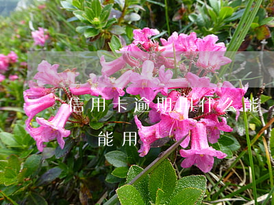 信用卡逾期用什么能貸到款(貸款逾期信用卡還能用嗎)