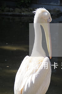 信用卡逾期用座機-不小心信用卡逾期