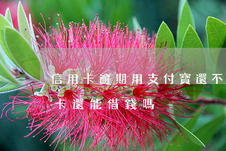 信用卡逾期用支付寶還不了(支付寶逾期信用卡還能借錢嗎)