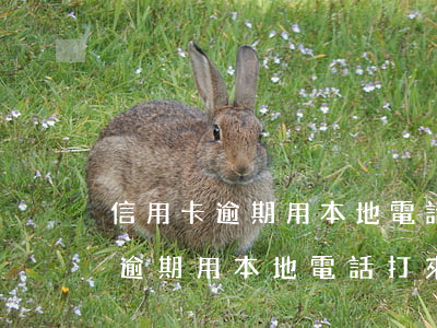信用卡逾期用本地電話打來說家訪-信用卡逾期用本地電話打來說家訪是真的嗎