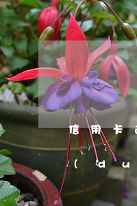 信用卡逾期由哪個(gè)部門處理(銀行對(duì)信用卡逾期怎么處理)