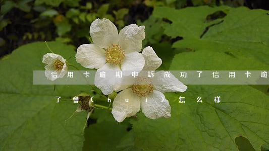 信用卡逾期申訴成功了(信用卡逾期申訴成功了會(huì)怎么樣)