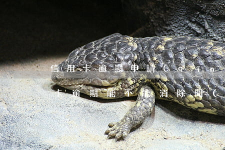 信用卡逾期申請(qǐng)清除理由(信用卡逾期能不能消除? 問(wèn)題怎么處理)