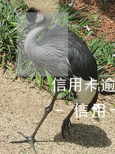 信用卡逾期申請個(gè)性化分期不同意-信用卡逾期申請個(gè)性化分期不同意怎么辦