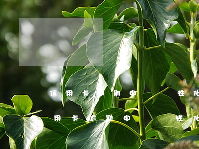 信用卡逾期申請個性化分期有什么影響-信用卡逾期申請個性化分期有什么影響嗎