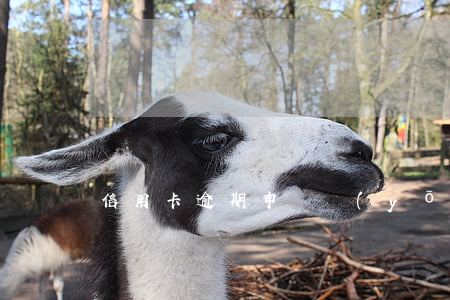 信用卡逾期申請優(yōu)分卡