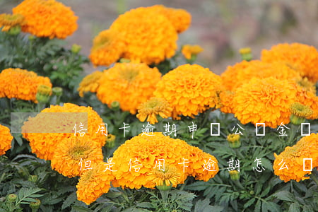 信用卡逾期申請公積金貸款嗎-公積金貸款但是信用卡逾期怎么辦
