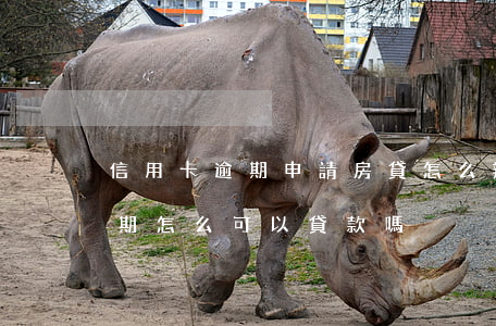 信用卡逾期申請房貸怎么辦(買房子信用卡逾期怎么可以貸款嗎)