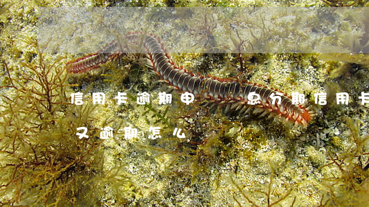 信用卡逾期申請減息分期(信用卡逾期分期后又逾期怎么辦)