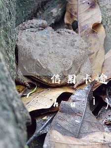 信用卡逾期申請被拒絕(申請信用卡被拒會(huì)通知嗎)