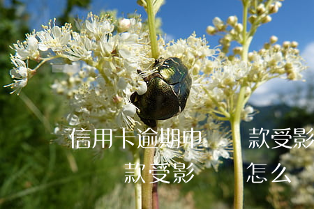 信用卡逾期申請貸款受影響嗎(信用卡逾期申請貸款受影響嗎怎么辦)
