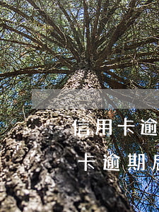 信用卡逾期申请减免后能停用吗(建行的信用卡逾期后能申请减免吗)