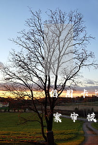 信用卡逾期申请备案执行(信用卡逾期正式备案审核)