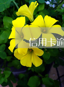 信用卡逾期申请复议(“信用卡逾期”)