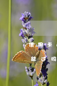 信用卡逾期申请车贷能通过吗(征信逾期车贷能过吗)