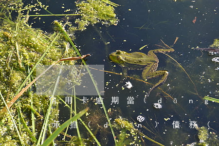 信用卡逾期當(dāng)事人死了家人要承擔(dān)債務(wù)嗎-信用卡逾期當(dāng)事人死了家人要承擔(dān)債務(wù)嗎