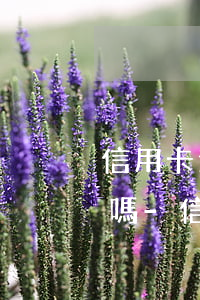 信用卡逾期當(dāng)月還款了還能用嗎-信用卡逾期當(dāng)月還款了還能用嗎?