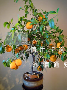 信用卡逾期發(fā)出庭短信-欠信用卡短信通知出庭