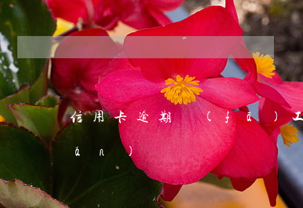 信用卡逾期發(fā)工資馬上轉(zhuǎn)