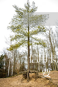 信用卡逾期發(fā)短信開(kāi)庭還要帶律師費(fèi)(因信用卡逾期收到律師函)