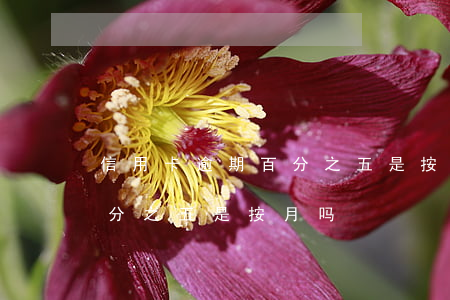 信用卡逾期百分之五是按月吗(信用卡逾期百分之五是按月吗)