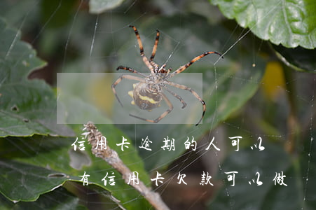 信用卡逾期的人可以當擔(dān)保人嗎(有信用卡欠款可以做擔(dān)保人嗎)