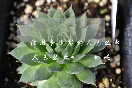 信用卡逾期的人怎么熬過來的(信用卡逾期的人怎么熬過來的呢)