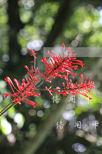 信用卡逾期的人是什么心理(為什么這么多人信用卡逾期)