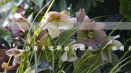 信用卡逾期的人能出國嗎(信用卡逾期影響出國簽證嗎)