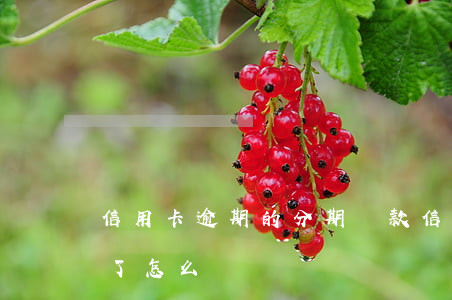 信用卡逾期的分期條款(信用卡分期付款逾期了怎么辦)