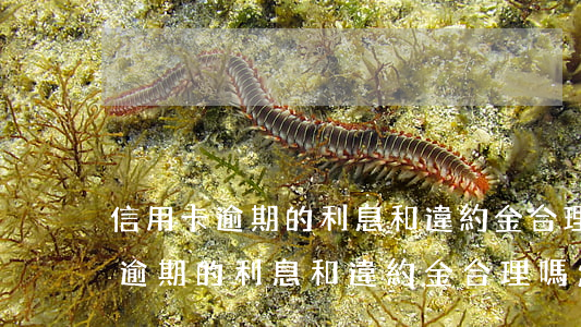 信用卡逾期的利息和違約金合理嗎-信用卡逾期的利息和違約金合理嗎怎么算