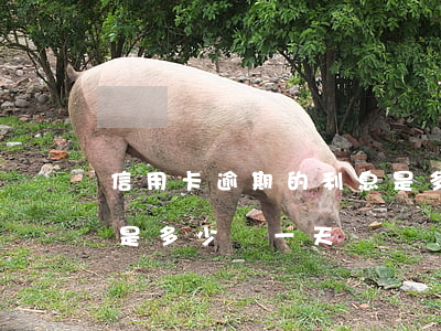 信用卡逾期的利息是多少(信用卡逾期的利息是多少錢一天)
