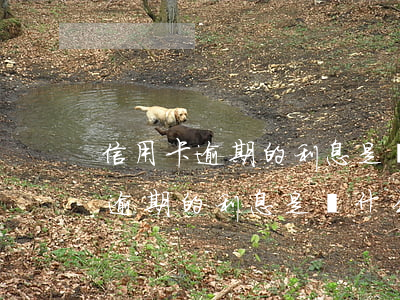 信用卡逾期的利息是從什么時候算-信用卡逾期的利息是從什么時候算起