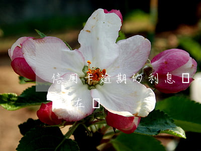 信用卡逾期的利息會一直上漲嗎(逾期利息一直在漲)