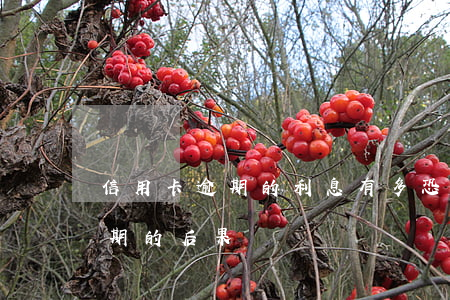 信用卡逾期的利息有多恐怖 10張信用卡逾期的后果
