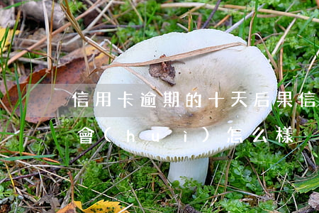信用卡逾期的十天后果(信用卡逾期10幾天會(huì)怎么樣)