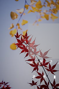 信用卡逾期的后果會怎樣(信用卡逾期有啥后果影響)