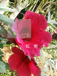 信用卡逾期的害處