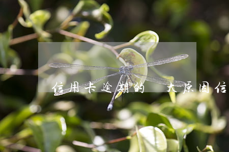信用卡逾期的幾大原因(信用卡 逾期 什么意思)
