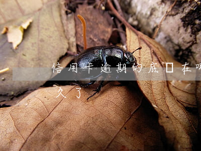 信用卡逾期的底線在哪(你們的信用卡逾期多久了)