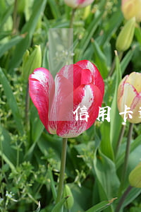 信用卡逾期的影響圖片(信用卡逾期短信圖片)