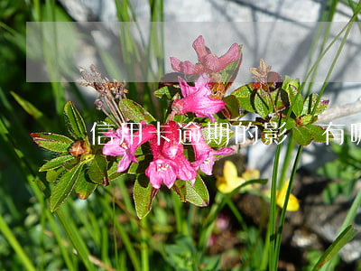 信用卡逾期的影響有哪些