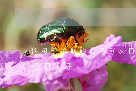 信用卡逾期的房子可以過戶嗎 征信逾期不能過戶房子