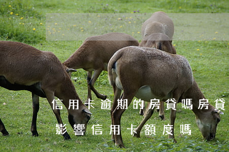 信用卡逾期的房貸嗎(房貸逾期會(huì)影響信用卡額度嗎)