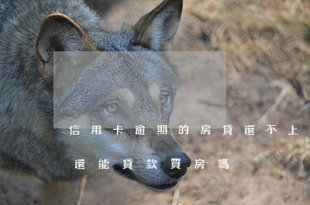 信用卡逾期的房貸還不上(我的信用卡逾期了,還能貸款買房嗎?)
