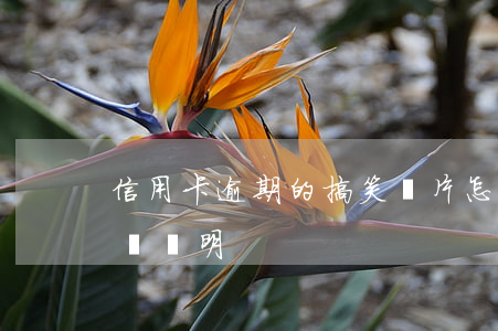 信用卡逾期的搞笑圖片(怎么寫信用卡逾期情況說明)