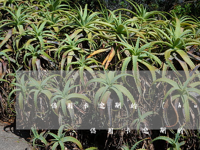 信用卡逾期的會(huì)扣別的卡上的錢嗎-信用卡逾期的會(huì)扣別的卡上的錢嗎怎么辦