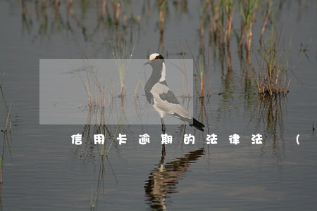 信用卡逾期的法律法規(guī)