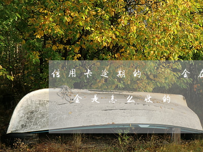 信用卡逾期的滯納金在哪里看(銀行逾期的滯納金是怎么收的)