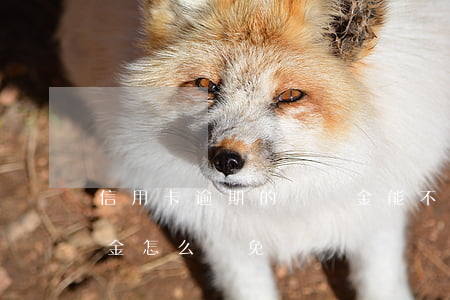 信用卡逾期的滯納金能不能少(欠信用卡滯納金怎么減免)